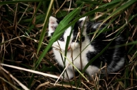 Picture of kitten hiding in grass