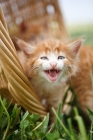 Picture of kitten hissing