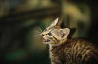 Picture of kitten hissing
