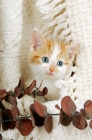 Picture of kitten in a blanket