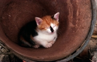 Picture of kitten in a bucket