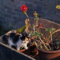 Picture of kitten in a wheelbarrow near geraniums