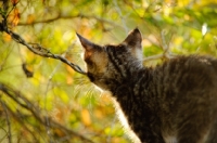 Picture of kitten in autumn