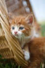 Picture of kitten in basket