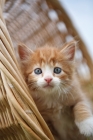 Picture of kitten in basket