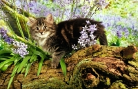 Picture of kitten in bluebells