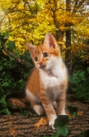 Picture of kitten in forest