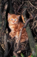 Picture of kitten in forest