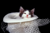 Picture of kitten in wedding hat