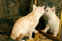 Picture of kitten investigating mirror