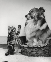 Picture of kitten lashing out at dog