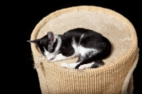 Picture of kitten laying down on a catbed, 7 weeks