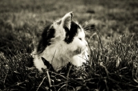 Picture of kitten laying in grass