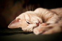 Picture of Kitten laying on couch