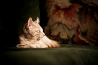 Picture of Kitten laying on couch