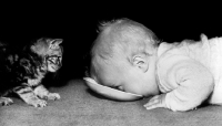 Picture of kitten looking at baby drinking from dish
