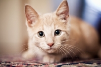 Picture of Kitten looking at camera