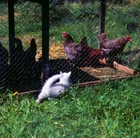 Picture of kitten looking at chickens in a run