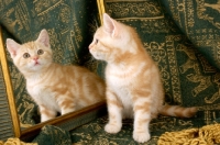 Picture of kitten looking at mirror in amazement