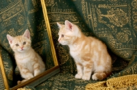 Picture of kitten looking at mirror