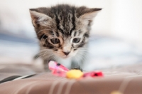 Picture of kitten looking at sweet