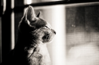 Picture of Kitten looking out window