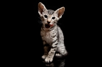 Picture of Kitten looking toward camera, licking her mouth