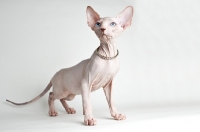 Picture of Kitten looking toward camera with diamond necklace