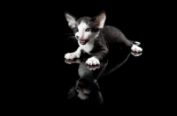 Picture of kitten lying down on black background, 5 weeks