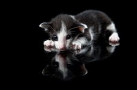 Picture of kitten lying down, reflection, 2 weeks