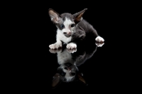 Picture of kitten lying down, reflection, 5 weeks