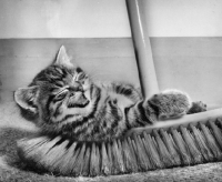 Picture of kitten lying on a broom
