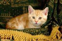 Picture of kitten lying on fabric