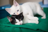 Picture of kitten lying on top of another kitten