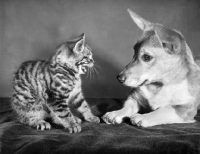 Picture of kitten meowing at dog