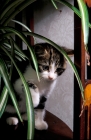 Picture of kitten near a plant