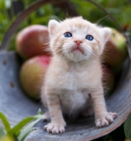 Picture of kitten near apples