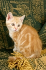 Picture of kitten near curtain