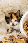 Picture of kitten neat pot pourri