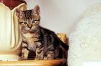 Picture of kitten next to vase