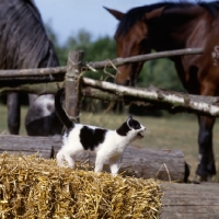 Picture of kitten on a straw bale meowing at horses