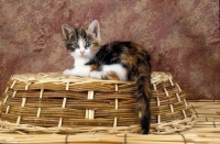 Picture of kitten on basket