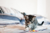 Picture of kitten on bed