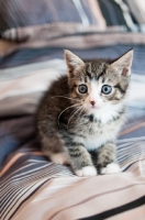 Picture of kitten on bed