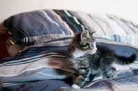 Picture of kitten on bed