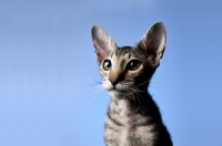 Picture of kitten on blue, looking curious