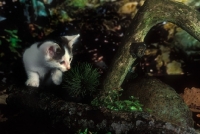 Picture of kitten on branches