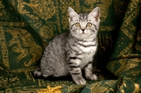 Picture of kitten on fabric