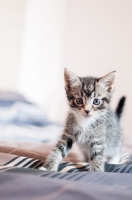 Picture of kitten on sheets