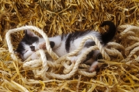 Picture of kitten on straw, playing with rope